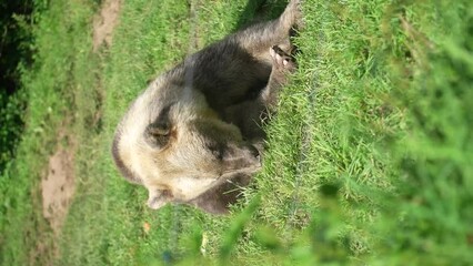 Wall Mural - Reversed closeup footage of a brown bear grazing in a park