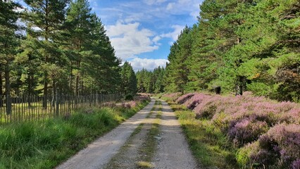 Wall Mural - Straight dirt road and forest in Braemar, Scotland