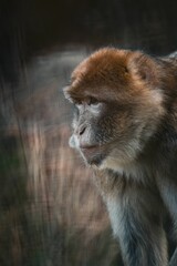 Wall Mural - Closeup shot of a monkey with blurry background