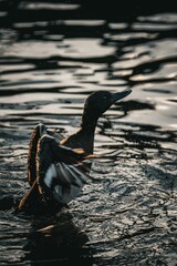 Canvas Print - Small wild duck enjoying the river water