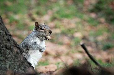 Poster - Selective of a squirrel in a park