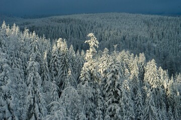 Canvas Print - Aerial shot of a winter forest with fir trees fully covered with snow