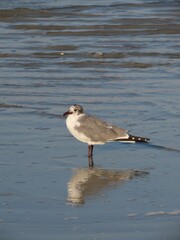 Wall Mural - Vertical shot of adorable Laughing gull standing in shallow water by Anna Maria Island, Florida