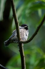 Vertical Closeup Shot Of A Baby Chickadee Bird Perched On A Tree Branch