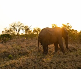 Wall Mural - View of a beautiful big elephant walking in a field during sunrise