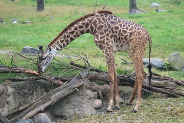 Poster - Giraffe (Giraffa) eating the barks of the tree branches in the park in the daytime