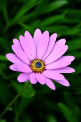 Poster - Vertical close-up of a pink Eklon's osteospermum (Osteospermum ecklonis) flower in a garden