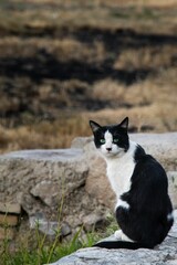 Poster - Cute black and white cat resting on the rock and looking at the camera on the blurred background