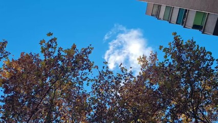 Poster - Low-angle of the yellow leaves falling from the trees under the blue sunny sky