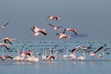 Group Of Flamingos In Winter Migration
