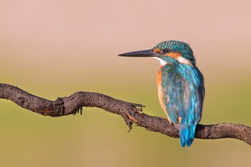 Wall Mural - Closeup of a kingfisher perched on a branch