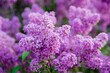 Closeup shot of common lilacs blossoming in the garden