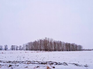 Sticker - Beautiful shot of dry bare trees on a snowy field