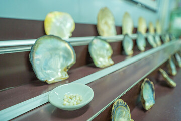 Closeup and Selective Focus of Cultured Pearls inside Oyster Shell. pearl diver showing how to open a shell to find salt wate pearls, an old tradition in the gulf countries such as UAE.