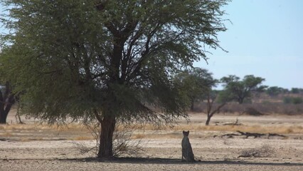 Sticker - Scenic view of a leopard in a tree shadow on a safari on a sunny day