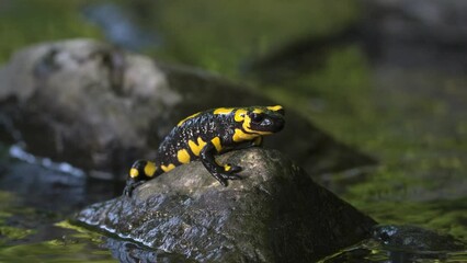 Poster - Closeup video of a beautiful black fire salamander with yellow patterns on a rock in the lake