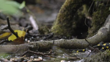 Canvas Print - Closeup of a beautiful fire salamander walking on a thick root