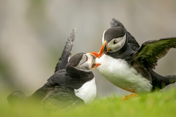 Sticker - Cute Atlantic puffins (Fratercula arctica) playing with each other on blurred background