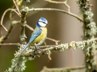 Poster - Tiny Eurasian blue tit (Cyanistes caeruleus) perched on the branch on blurred background