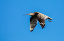 Close-up Shot Of A Curlew In Flight With A Background Of A Blue Sky