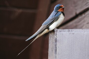 Sticker - Close-up shot of a barn swallow sitting on a wooden box