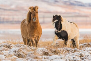 Poster - Closeup of horses grazing on a snowy field