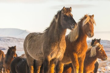 Poster - Closeup of horses grazing on a snowy field