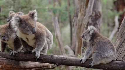closeup of a handful of koalas sitting and crawling on a tree branch