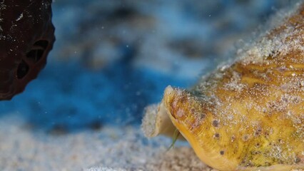 Wall Mural - Closeup shot of a hermit crab on the ocean