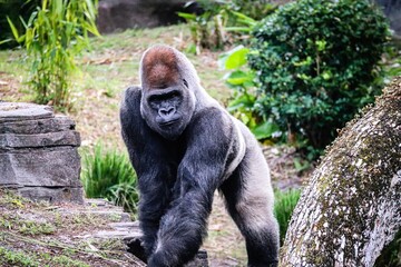 Sticker - Closeup of a gorilla in a safari