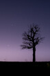 silhouette of natural tree at night