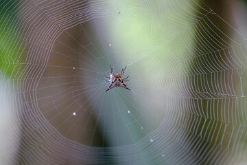 Poster - Macro closeup shot of a kite spider on a cobweb