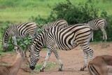 Fototapeta Konie - Closeup of a zebra in the nature