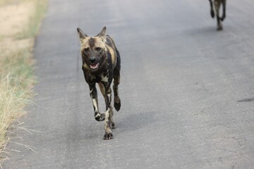 Sticker - Closeup shot of an African wild dog running on the road