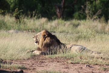 Wall Mural - Closeup of a lion resting in the nature