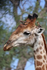 Poster - Vertical shot of a small bird on a giraffe head in the nature