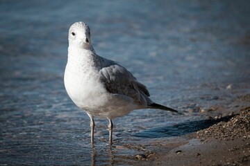 Wall Mural - Small, gray and white Ring-billed gull on the coast of seaside