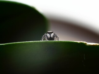 Canvas Print - Close-up of small arachnid perched on a green leaf, nature background