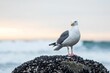 Seagull perched atop an inverted rock formation near a seascape