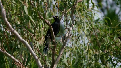 Canvas Print - Pied currawong bird perching on a moving tree in the park on a windy day and flying, closeup shot