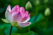 Closeup shot of a single pink lotus flower in full bloom