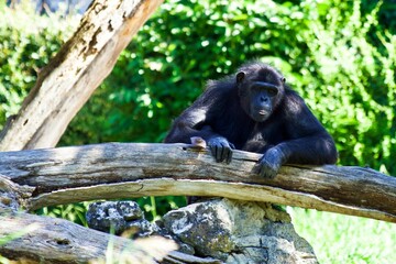 Poster - Black chimpanzee monkey rests its arm on a fallen tree trunk while perched in front of a tall tree