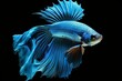 Stunning blue dragon Siamese fighting fish, also known as a betta fish, swimming gracefully against a dramatic black background, capturing the eye with its vibrant colors Generative AI