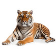 Bengal Tiger (Panthera tigris tigris) lying down, gazing distance
