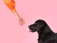 Hand With Black Dog