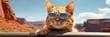 © Elmi - A cat driving a high-end convertible with the top down and wearing sunglasses. Generative AI