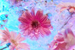 © Yaroslav Danylchenko/Stocksy - Tender pink asters in water, close-up.