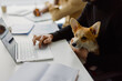 © Oleksii Syrotkin/Stocksy - Anonymous office pet computer worker companion job