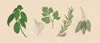 © kkgas/Stocksy - Basil, garlic, parsley, rosemary and sage herbs