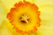 Daffodil Detail